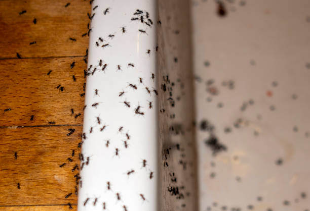 Best Pest Removal Services  in Independence, OH