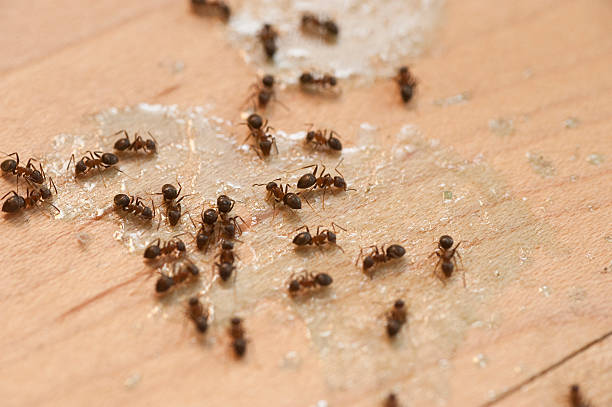 Best Commercial Pest Control Services  in Independence, OH