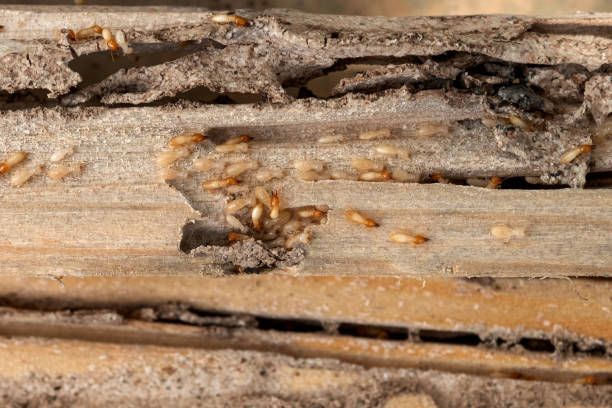 Best Affordable Pest Control Services  in Independence, OH